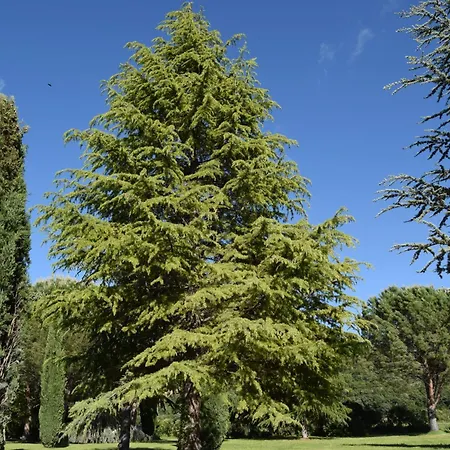 Le Figuier - La Roseraie Du Val'ensoleille * Valensole