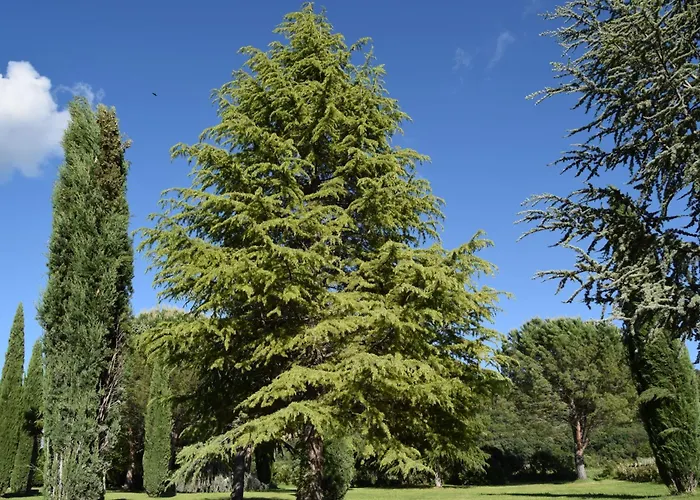 Le Figuier - La Roseraie Du Val'ensoleille * Valensole